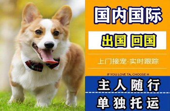 东城区宠物托运公司东城区宠物托运公司东城区宠物托运公司